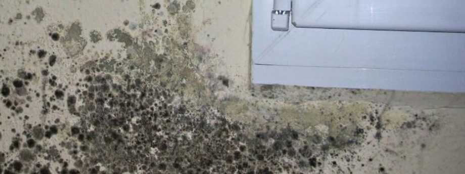 ¿Cómo localizar moho en tu baño?